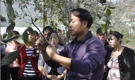 镇安米粮镇开展秋冬季核桃科管技术培训