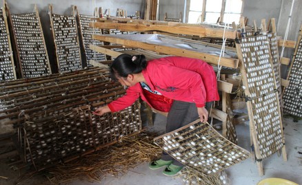 洛南槐树坪村种桑养蚕勤劳致富