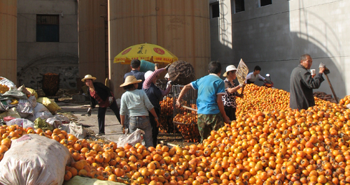 商州区下岗职工建起公司解决柿子销路