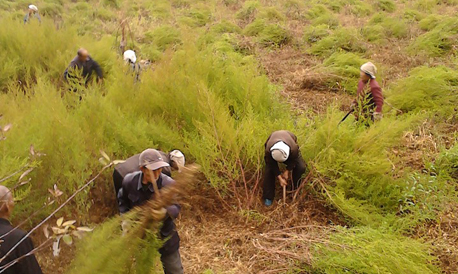丹凤蔡川镇大力进行药源基地建设