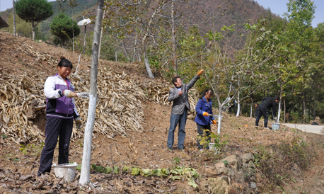 镇安灵龙镇界河村大力推进冬季核桃科管工作