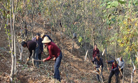 镇安云盖寺镇组织开展茶园建设