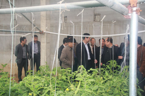 领导组在杏坪镇新型农业蔬菜种植基地观摩