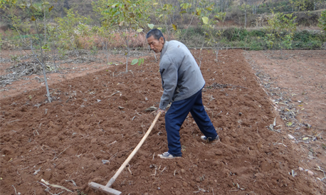 商州:农民抓住时机播种