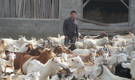 山阳：甘沟梁上的羊倌