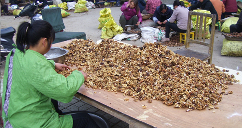 洛南：石门镇留守妇女秋冬时节忙增收