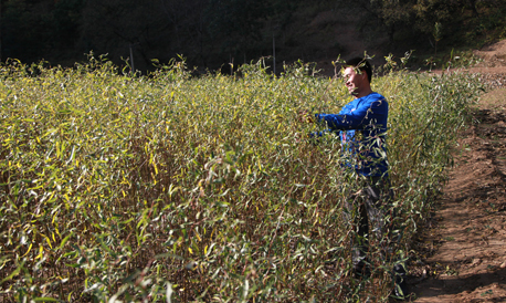 柞水瓦房口镇金狮村推行龙柳订单产业