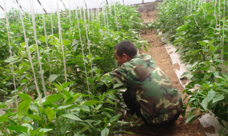 商南清油河镇积极发展特色种植业