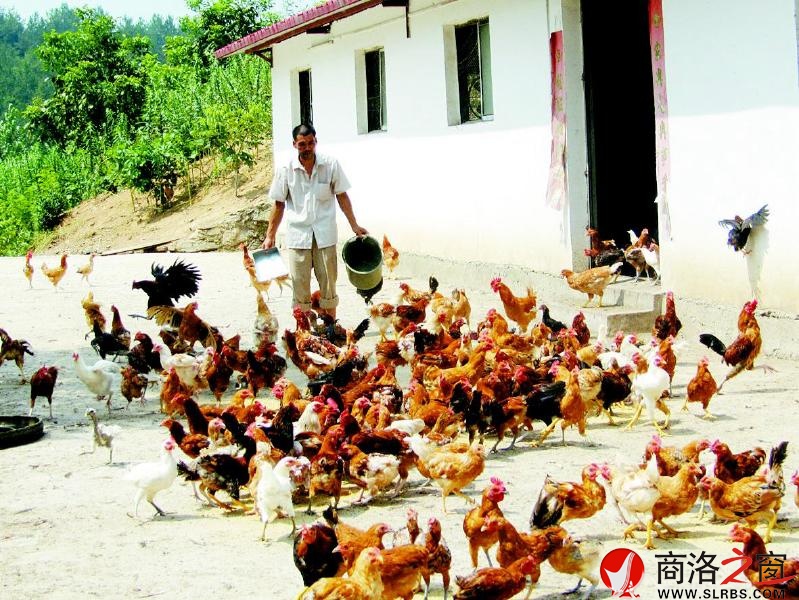 核桃基地里的散养土鸡