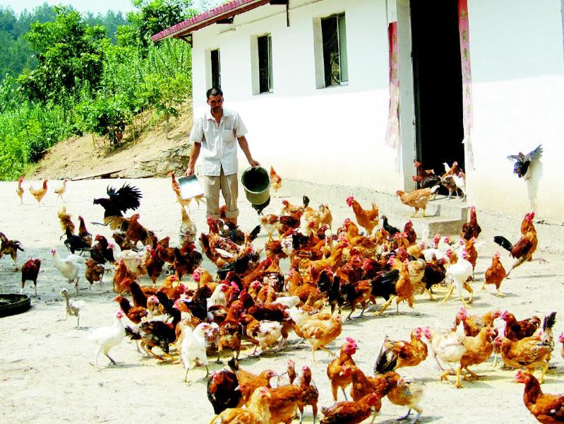 王家楼村有个观光园