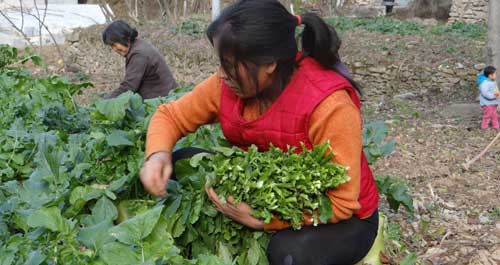 柞水县村民刘华琴正在地里采摘白萝卜樱子
