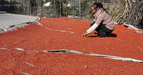 昔日救命果 今成“摇钱树”