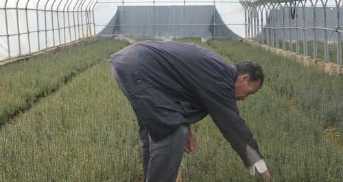 柞水县干佑镇梨园村带动周边农民就业