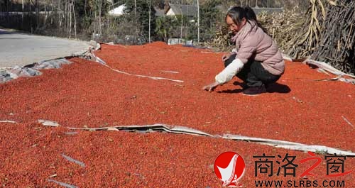 群众晾晒采摘下的火棘果