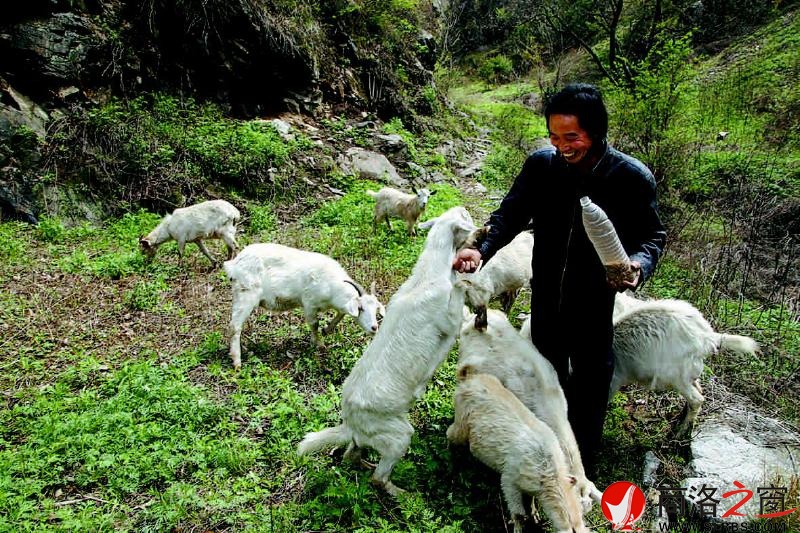 邓光庆靠放羊为生