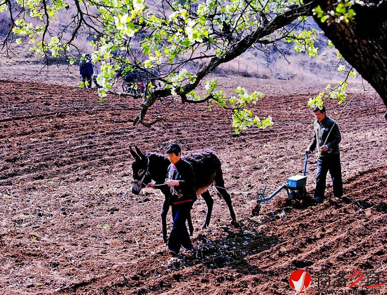 在山桃花盛开的山洼里，魏长生用毛驴耕种土地。