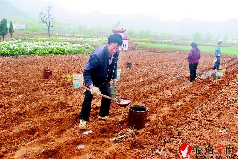 刘正技正给地里施农家肥