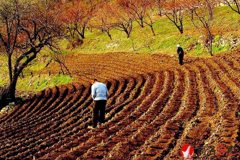吕英安把山坡地耕种得井井有条