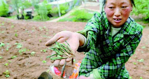 蟒龙峪村百亩玉米地遭野鸡偷吃