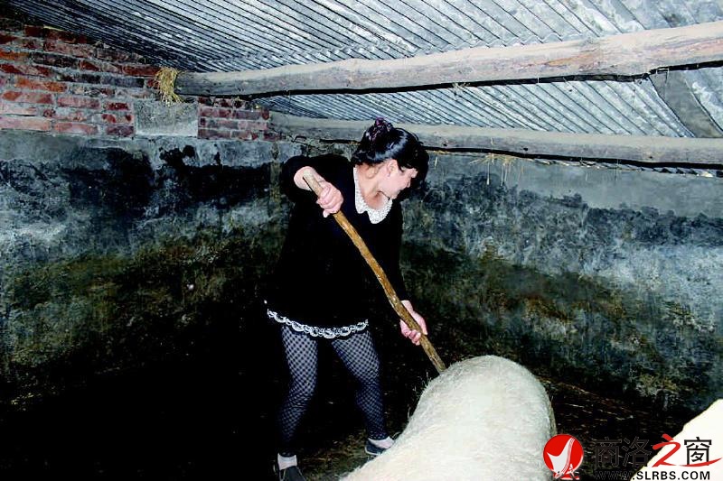 张宏丽打扫猪圈