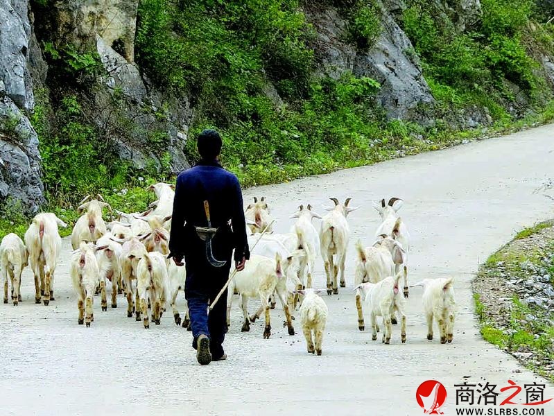 张克贵赶着羊儿去山上放羊