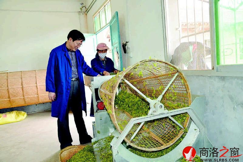王东柱检查茶叶质量