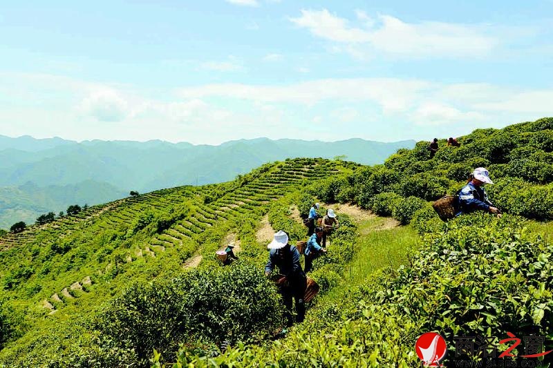 茶农在茶场采茶