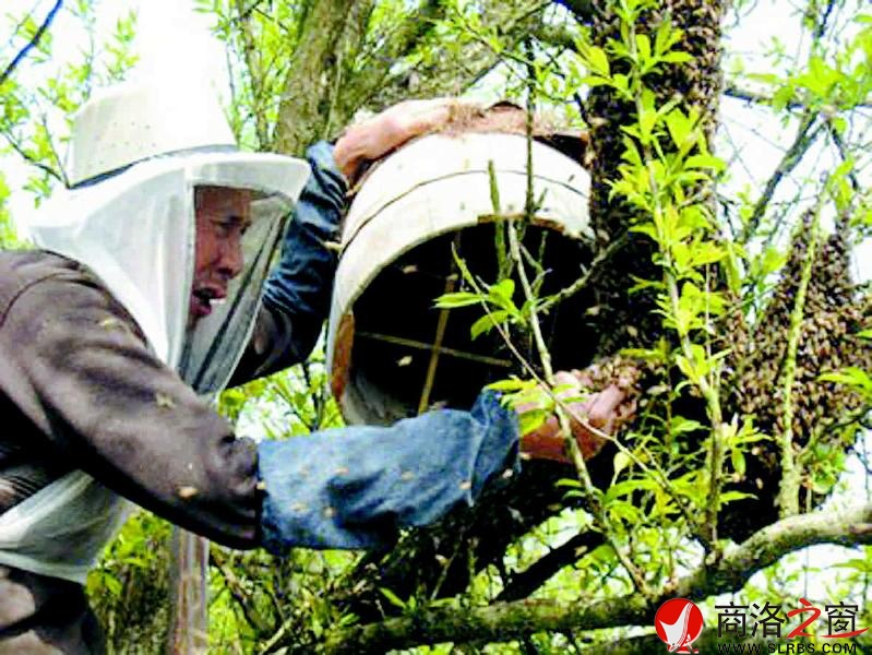 韩文全收集土蜂