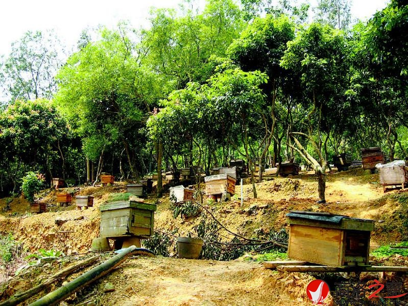 优美的自然环境成为老韩家蜜蜂的自由世界