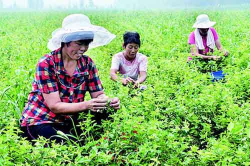 崔塬村建成千亩金银花基地