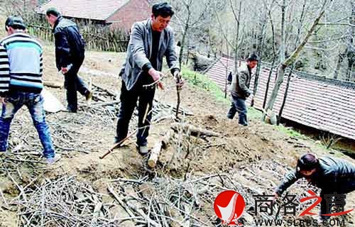 村民利用树枝等废弃资源种植猪苓