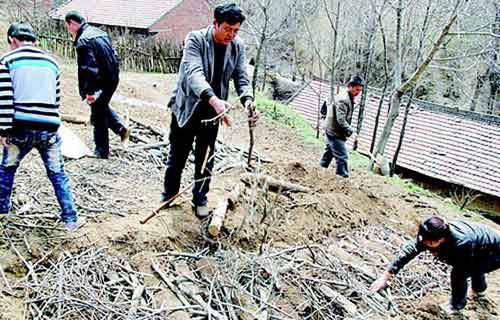 阳坡村民山里刨出乌金来