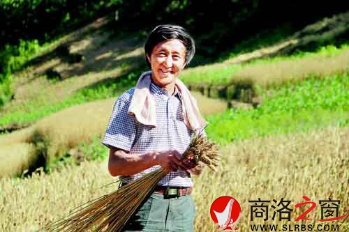 施庆寿来给亲戚帮忙，他把麦穗编好后，用来捆麦子。
