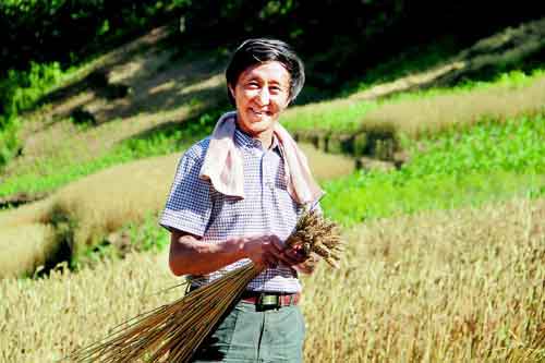 山里麦子熟了