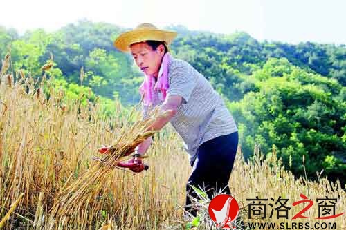 下午两点多，一天中最热的时候，赵顺堂顶着太阳在地里割麦子。