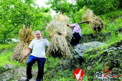 担着麦子回家