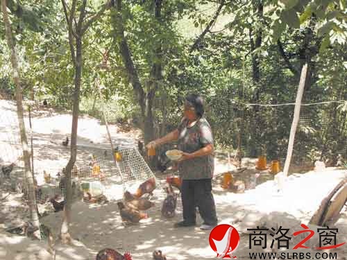 在新一轮扶贫开发中，我市不少农户都将林下养殖作为发展项目。