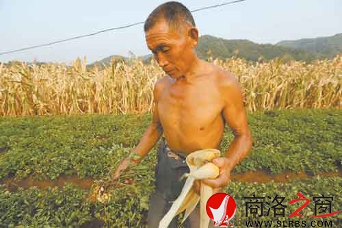 家住过风楼镇小栗园村的路三强面对4亩多受灾玉米和花生,一筹莫展。