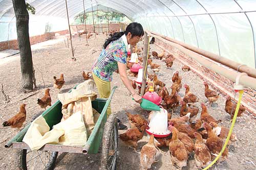 乡村妇女创办养鸡场