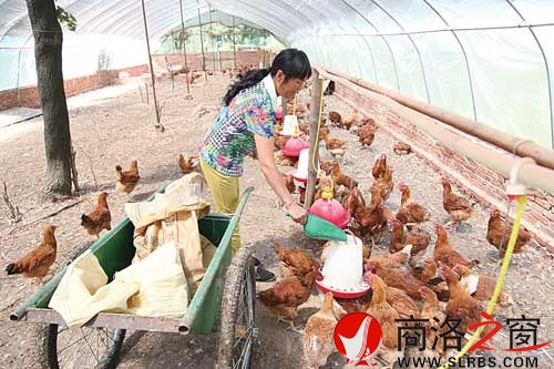 陈小利在新建的鸡舍内喂鸡