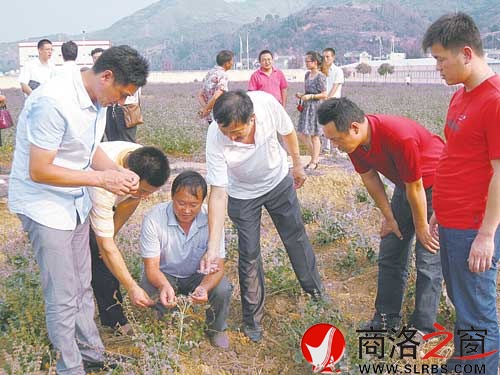 专家现场指导农户如何种植丹参