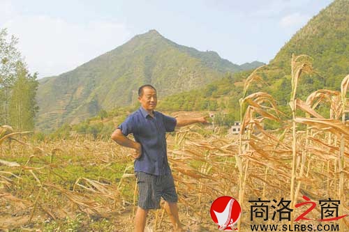 代兴明种的玉米基本上都干死了，他准备把这些玉米挖出来，种些核桃树。