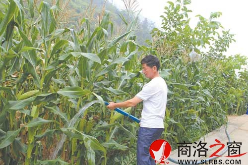 因为有水源灌溉，陈连山家的玉米长势不错。