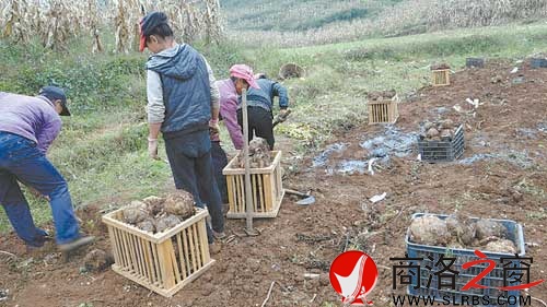 木王农民收获玉米田间套种的魔芋