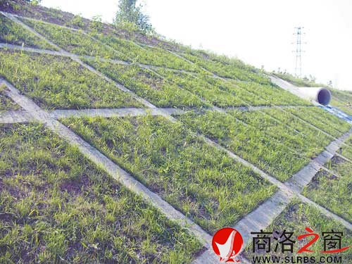 生态河堤试验段，俨然一道风景线。