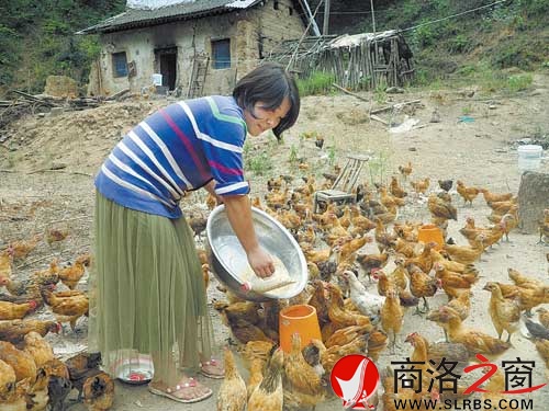 王佳在自家老院子喂鸡