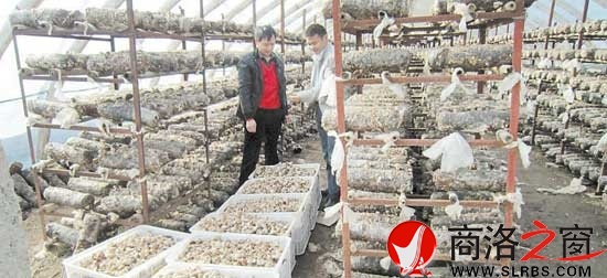 青山镇上河村贫困户通过发展食用菌盘活家庭经济