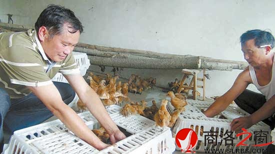 鸿伟公司向八龙村捐赠了5000只价值6万元的鸡苗，村民江文春正在接收鸡苗。