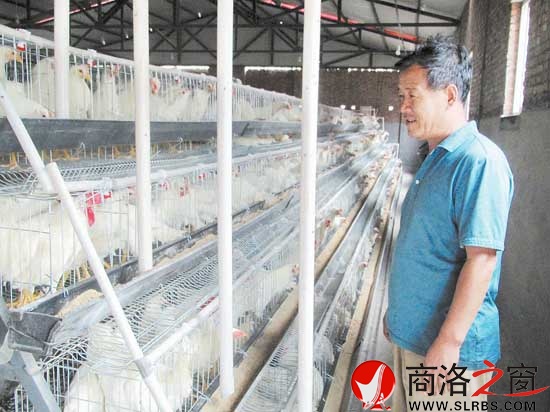 生态园里的自动化养鸡场