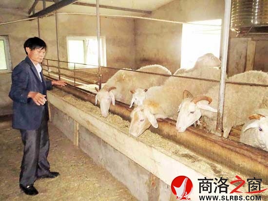青山村周静在镇干部的帮扶下养殖小尾寒羊百余只